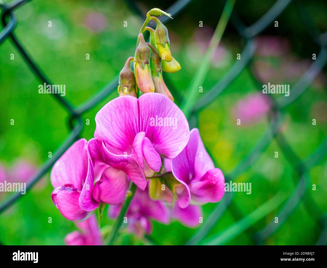 Close up of beautifully blooming sweet pea (Lathyrus tuberosus) with several buds, near a blurred wire fence in the background - Soft and selective Stock Photo