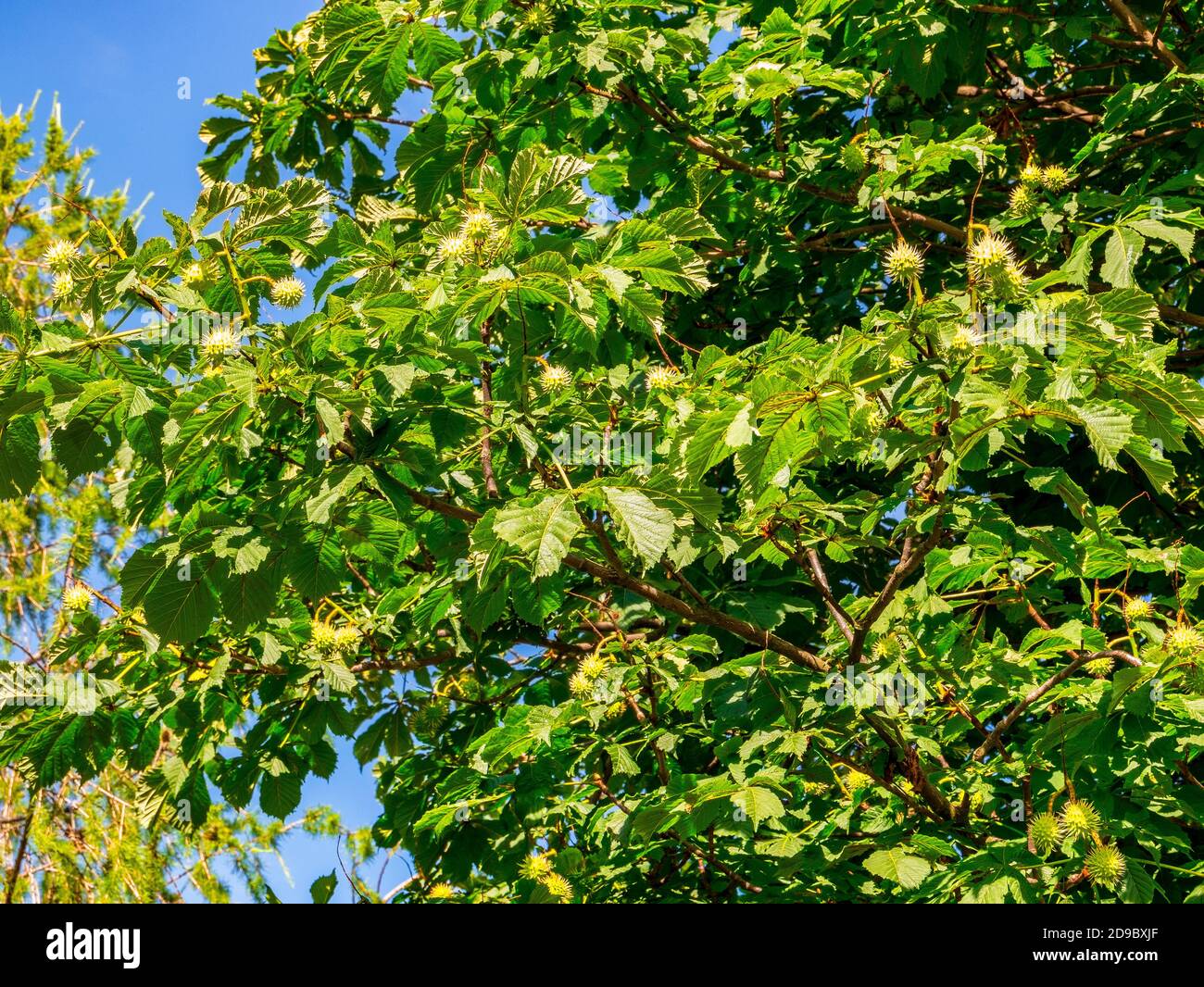 European horse-chestnut (Aesculus hippocastanum) - young horse-chestnut ...