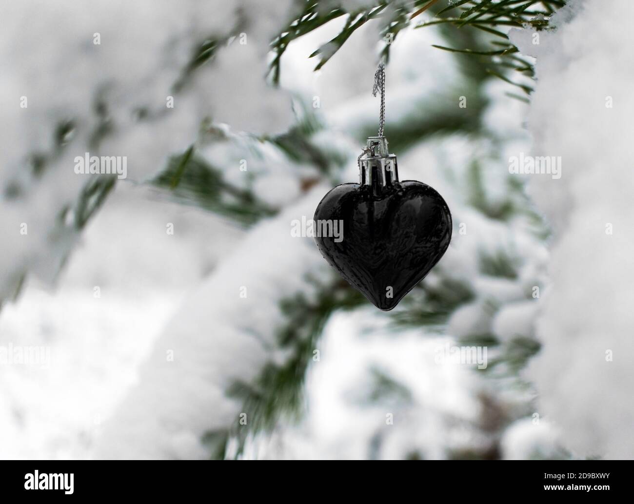 Christmas background with Christmas tree toy black heart on snow covered pine branch in winter forest with copy space. New year holiday, Christmas cel Stock Photo