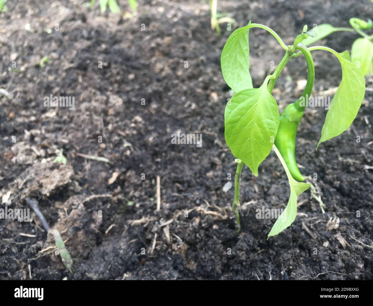 hot chili pepper in the garden Stock Photo - Alamy