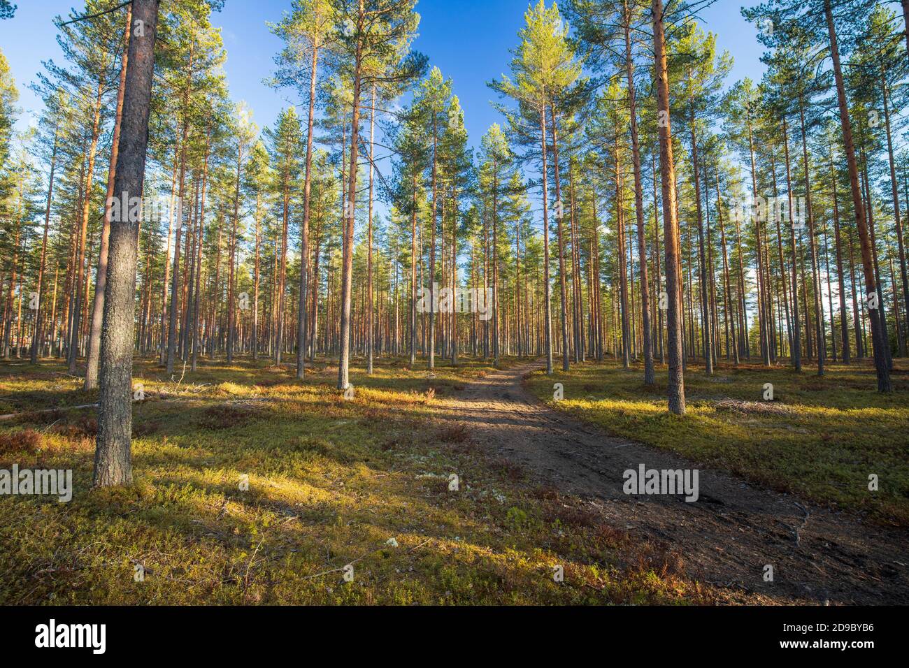 Thinned European taiga forest growing at glacial esker and growing