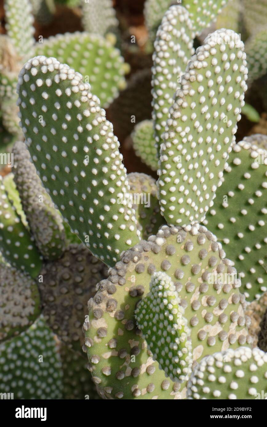 Angel wings / Polka-Dot cactus (Opuntia microdasys albispina), a Mexican species, Mallorca, August. Stock Photo
