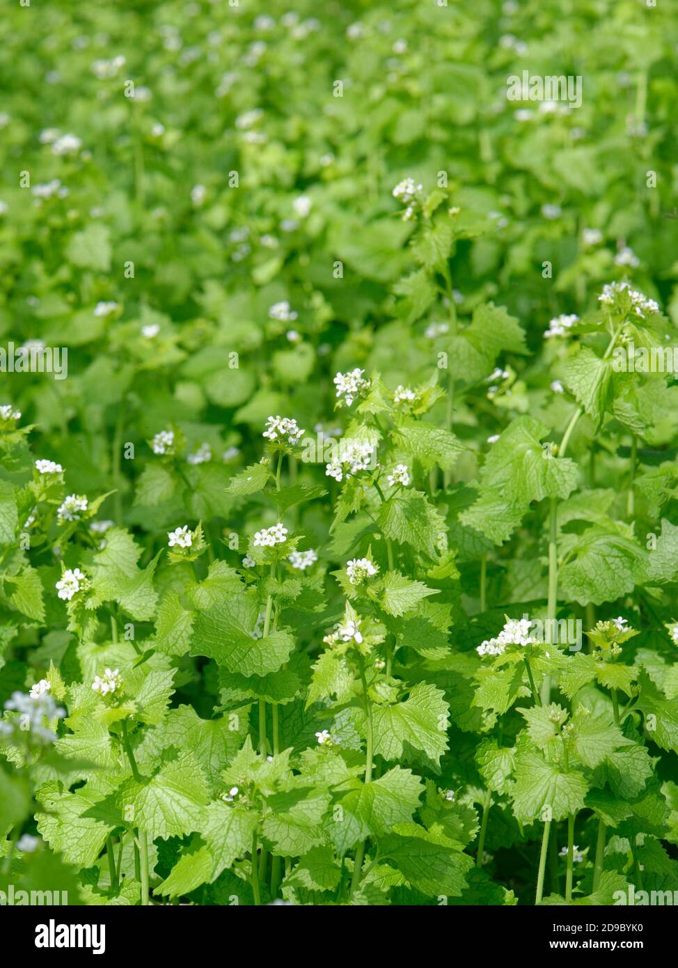 Garlic mustard / Hedge Garlic / Jack by the hedge (Alliaria petiolata) dense clump flowering in woodland margin understory, Wiltshire, UK, April. Stock Photo