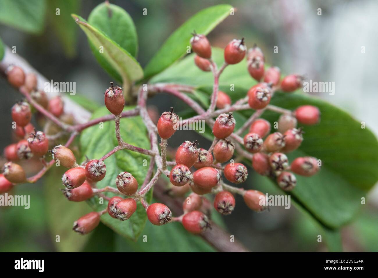 Forming red berries of Cotoneaster. Part of annual growth cycle sequence. Either Cotoneaster frigidus syn. Cotoneaster Cornubia, or C. lacteus. Stock Photo