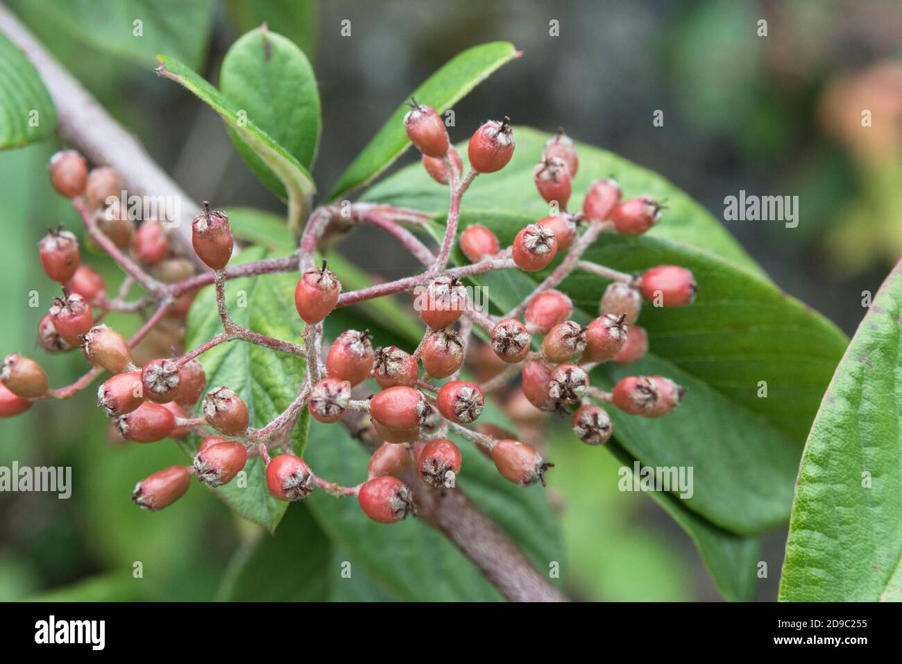 Forming red berries of Cotoneaster. Part of annual growth cycle sequence. Either Cotoneaster frigidus syn. Cotoneaster Cornubia, or C. lacteus. Stock Photo