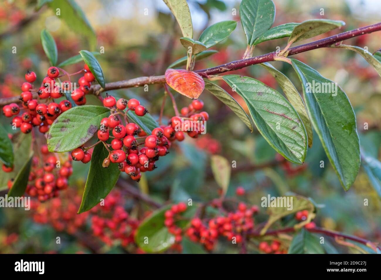 Red berries of Cotoneaster. Part of annual growth cycle sequence. Either Cotoneaster lacteus or Cotoneaster frigidus = C. Cornubia. Stock Photo