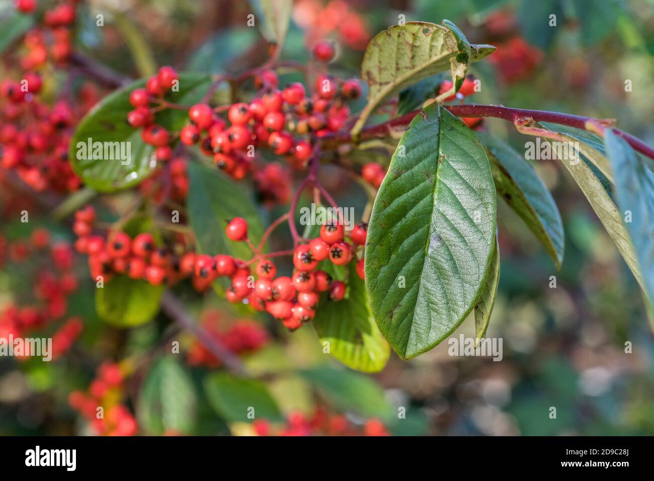 Red berries of Cotoneaster. Part of annual growth cycle sequence. Either Cotoneaster frigidus syn. Cotoneaster Cornubia, or Cotoneaster lacteus Stock Photo