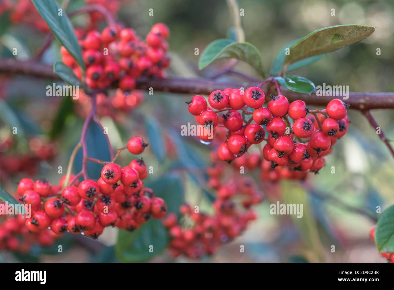 Red berries of Cotoneaster. Part of annual growth cycle sequence. Either Cotoneaster frigidus syn. Cotoneaster Cornubia, or Cotoneaster lacteus Stock Photo