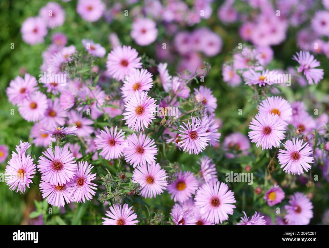 A close-up on a pink aster dumosus flowering plant, bushy aster richly blooming in autumn. Stock Photo