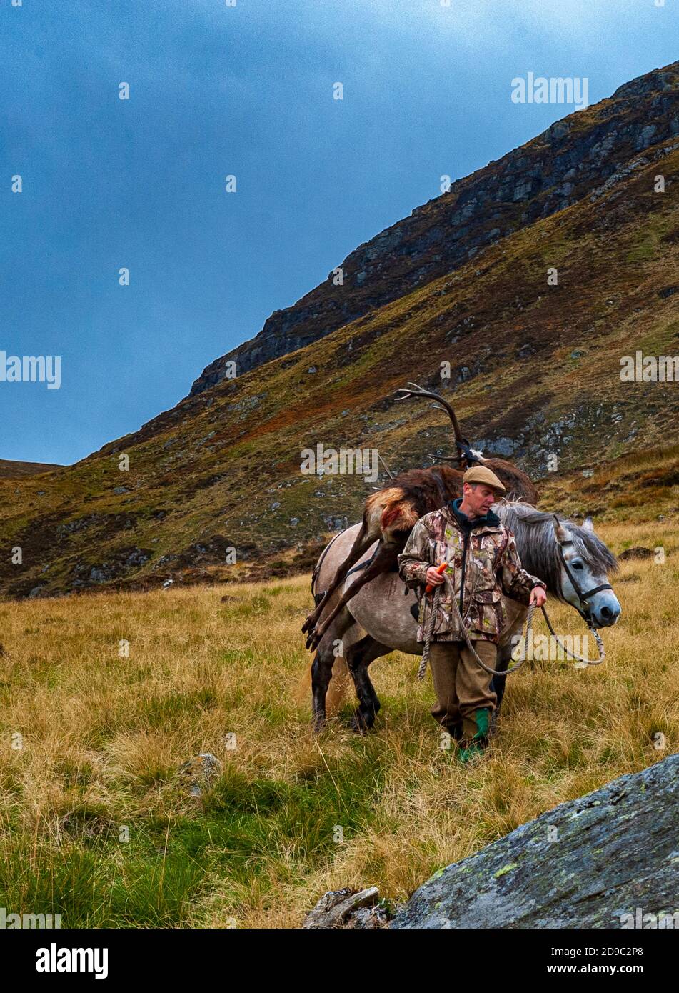 Scotland, UK – A ghillie leading a working highland pony that is carrying a Red Deer Stag Stock Photo
