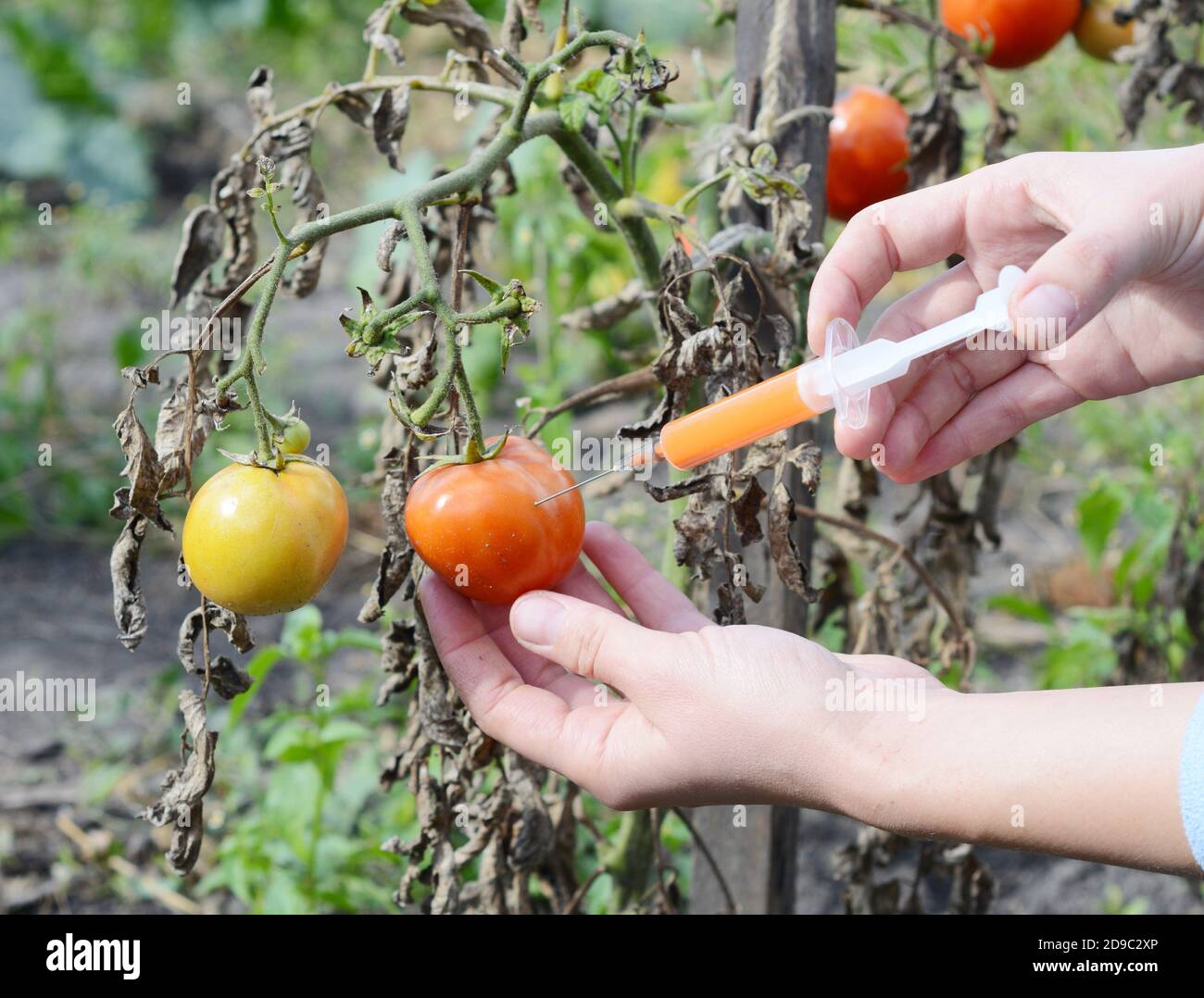 A woman is making an injection to a tomato as a symbol of tomato plant disease treatment from late blight or fusarium and verticillium wilt. Stock Photo