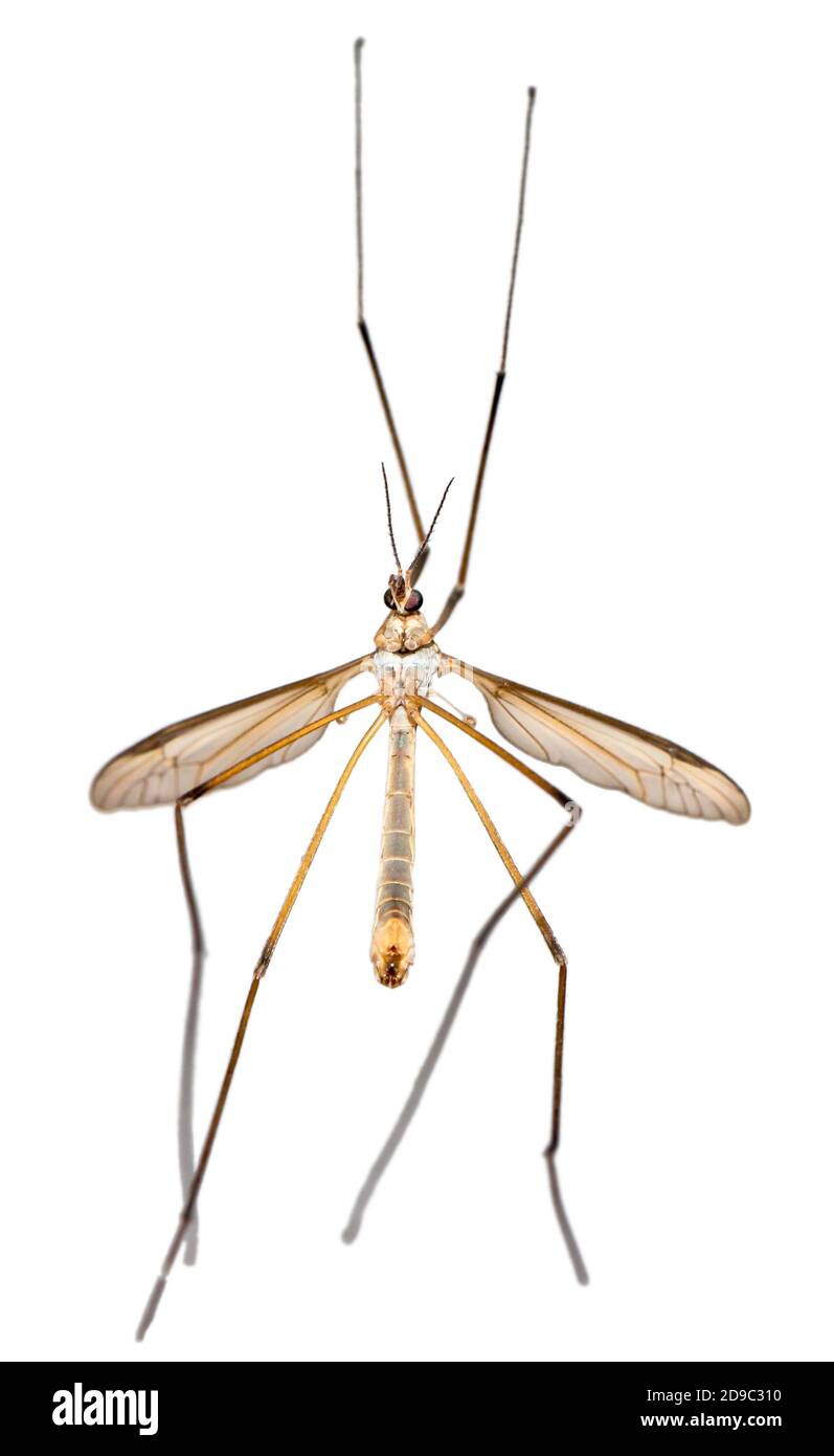 Crane Fly or Tipula or Daddy-Longlegs Isolated on White Background Stock Photo
