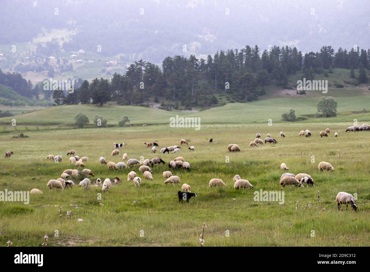 Landscape slope of a mountain and flock of sheep on a meadow on a ...