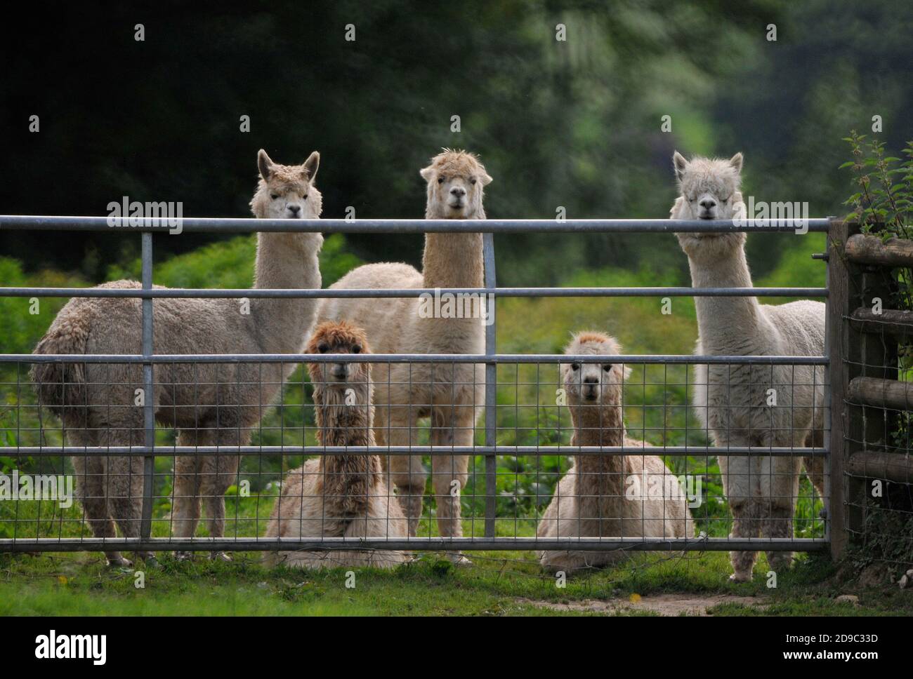 Alpacas (Vicugna pacos) - a species of South American camel being farmed for their wool at a farm in Nteherbury, Dorset, England, UK. Stock Photo