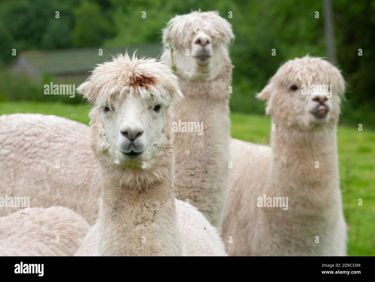 Alpacas (Vicugna pacos) - a species of South American camel being farmed for their wool at a farm in Nteherbury, Dorset, England, UK. Stock Photo