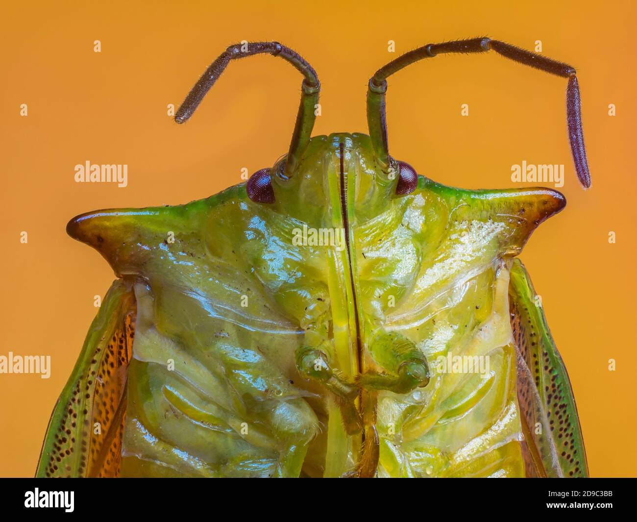 Curious Shield Bug Stock Photo