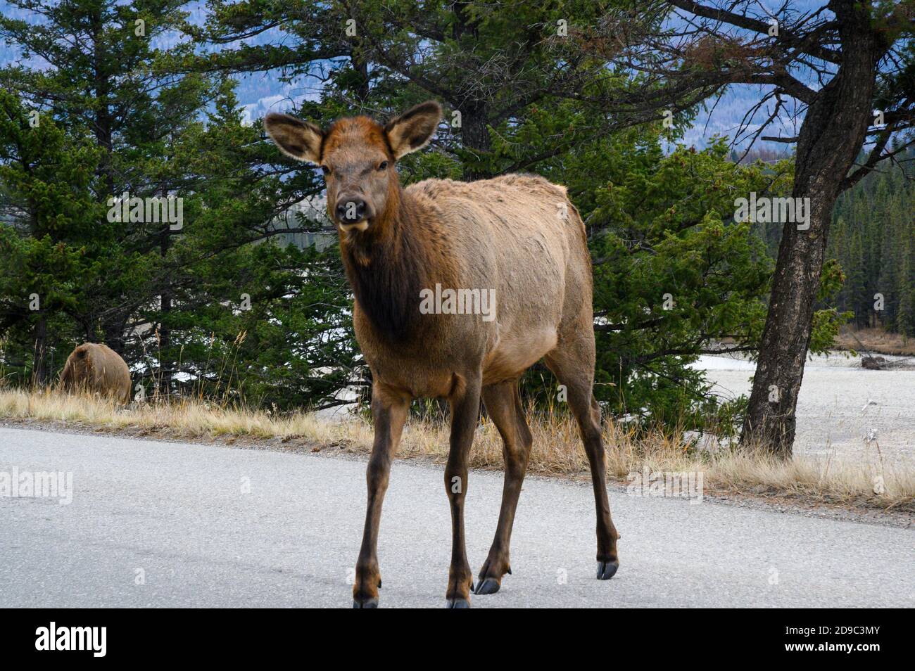 female elk in the road where cars drive in Jasper National Park, Canada Stock Photo