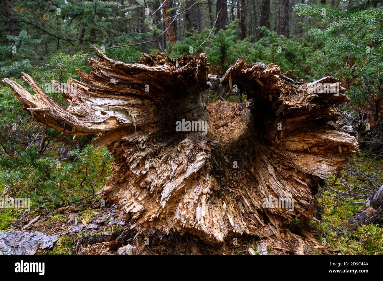 hollow dead tree log in pine forest in Jasper National Park, Canada Stock Photo