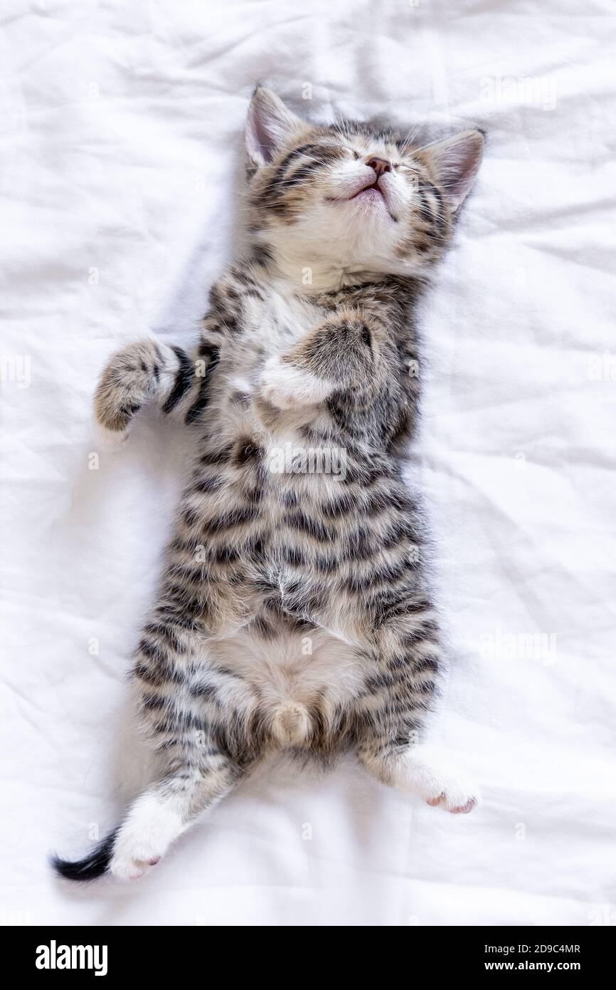 Small smiling striped kitten lying on back sleeping on white blanket. Concept of cute adorable