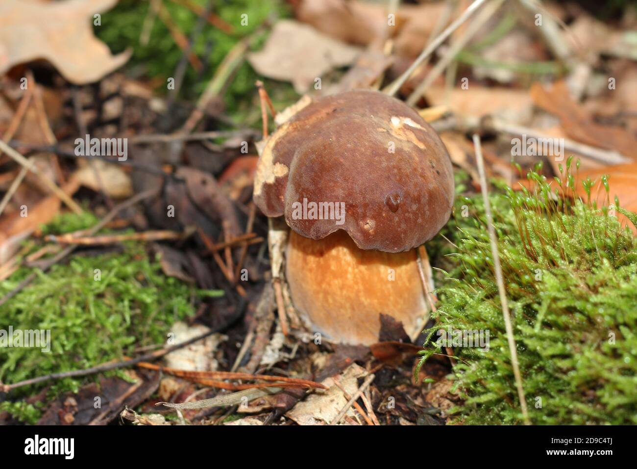 Penny Bun, Boletus pinophilus, growing in a pine forest near Haltern, Germany Stock Photo