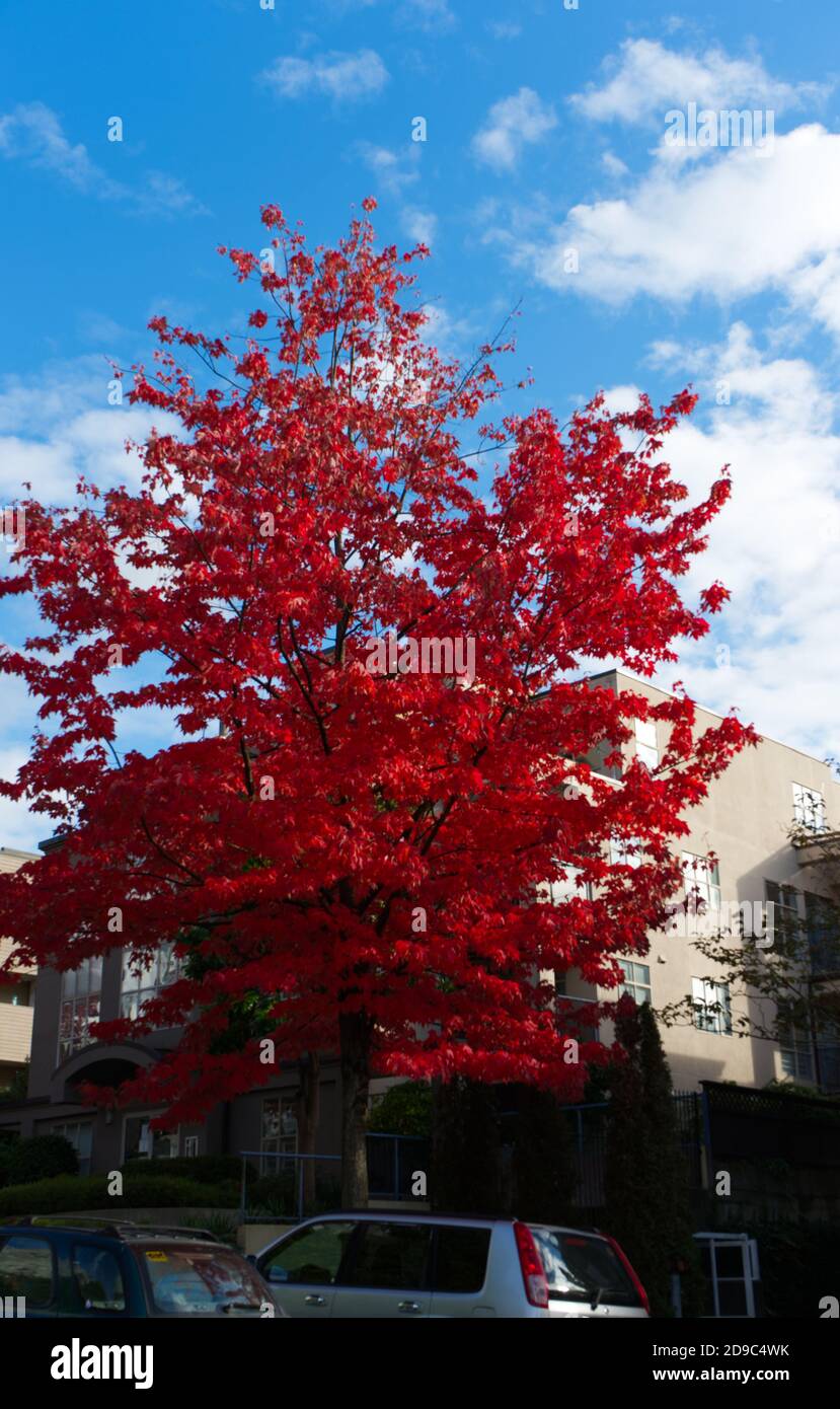 Autumn Day, Red Maple Leaf Tree, Fall, Red Maple Trees, Red and Green Trees, Vancouver, BC, Canada Stock Photo