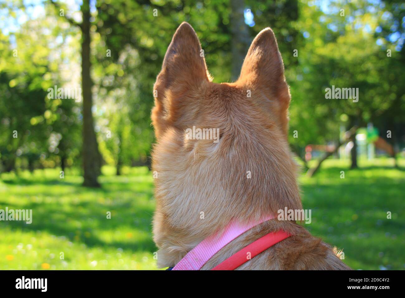 Pretty female Malinois puppy in a garden in the sun. Dog with short hair and light brown. Stock Photo