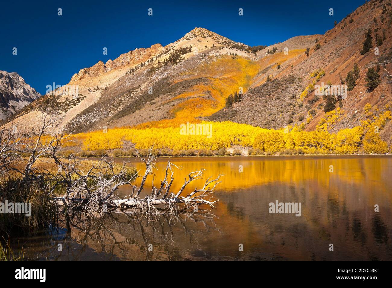 Fall colors reflecting on a quiet lake in the Sierra Nevada mountains. Stock Photo