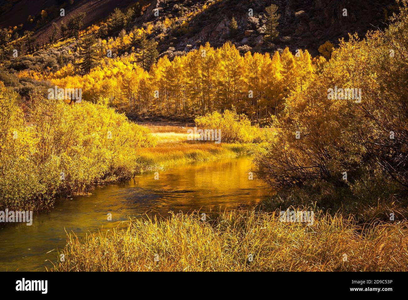 Amazing fall colors along a mountain stream in the Sierra Nevada mountains. Stock Photo