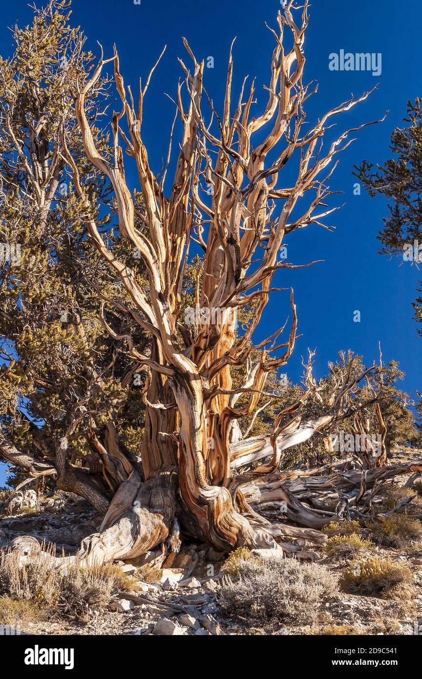 A weathered Bristlecone Pine tree at 10,000 foot altitude in the White Mountains of California. Stock Photo