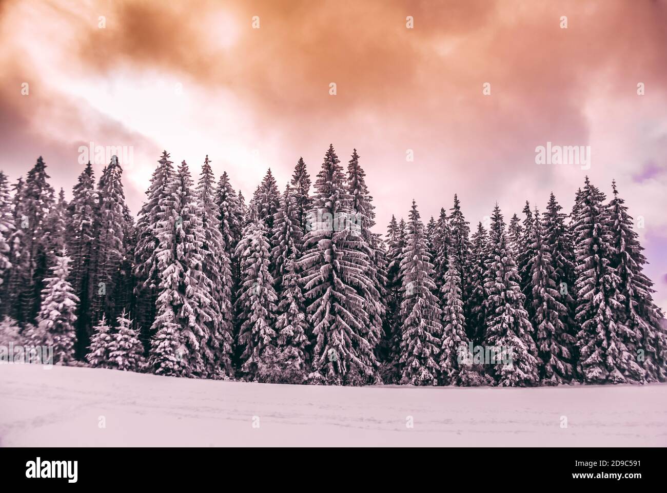 High fir trees under snow in winter time, Czech republic, Stock Photo
