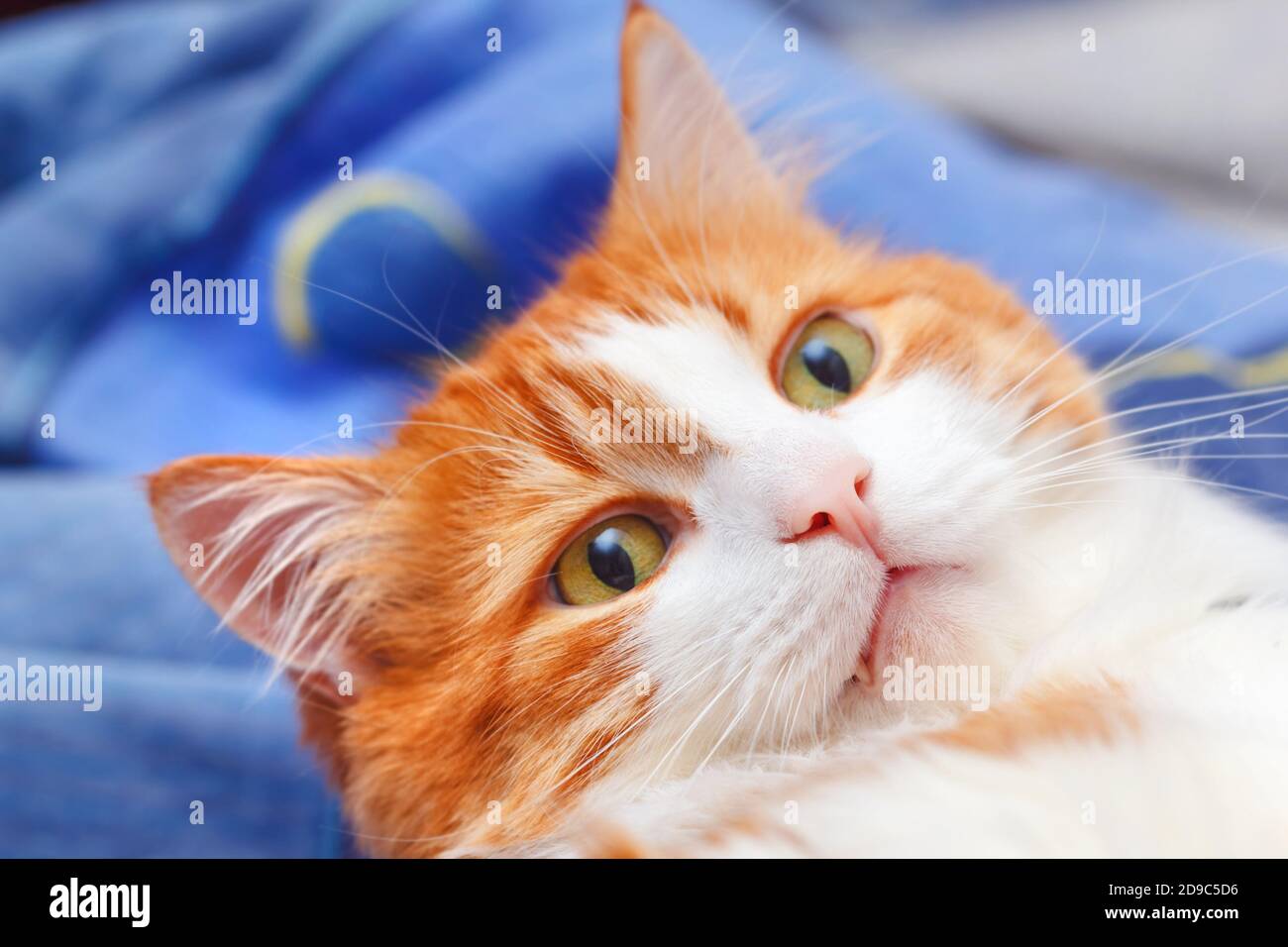 Charming portrait of surprised adult red cat on blue background Stock Photo