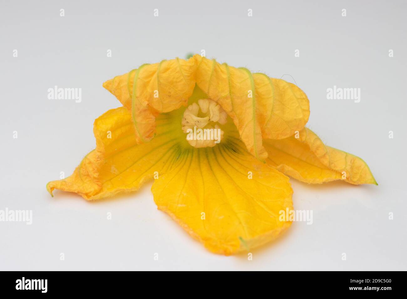 Water melon squash flower isolated on white background Stock Photo Alamy