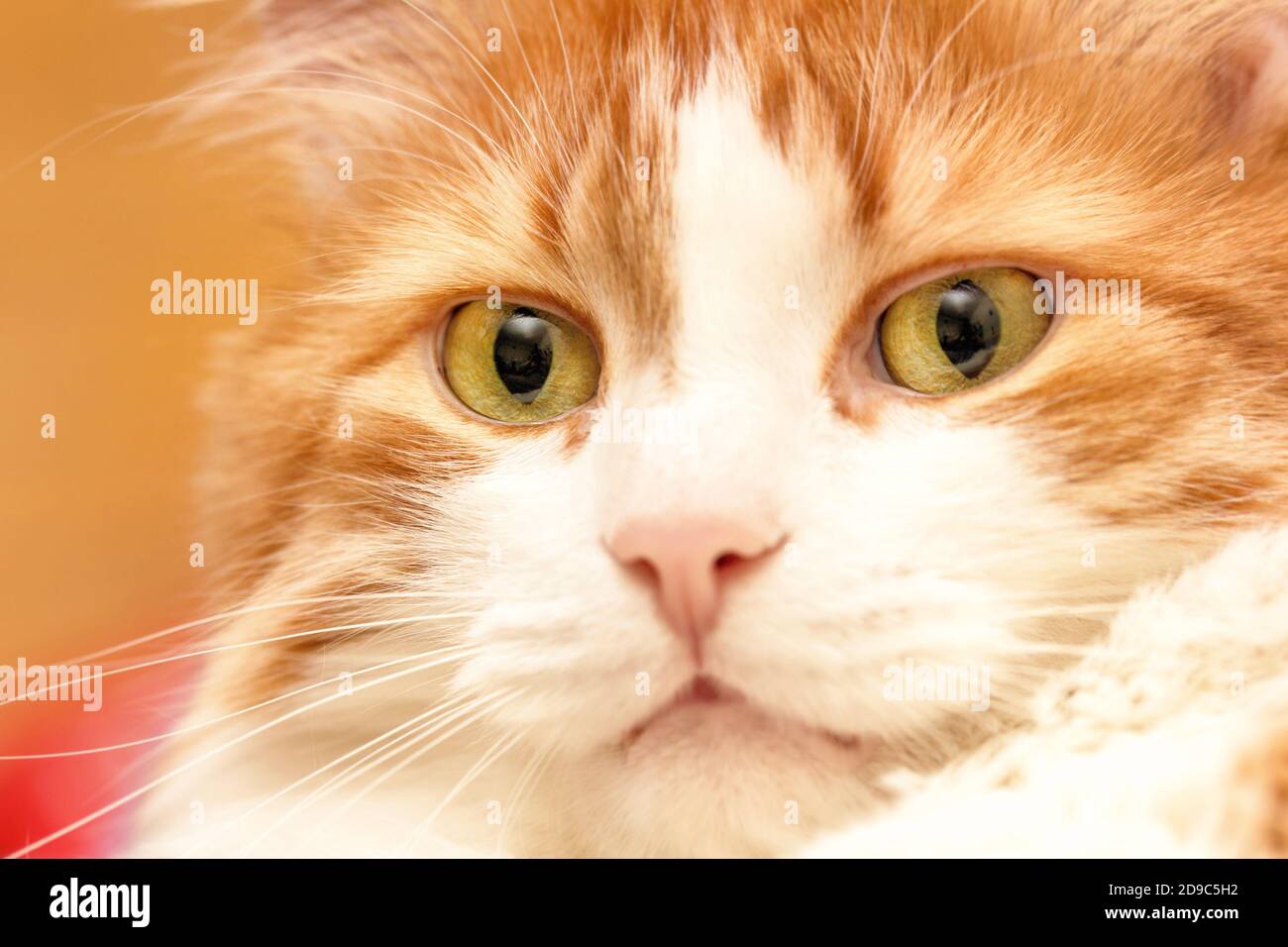 Charming closeup portrait of best adult red cat Stock Photo