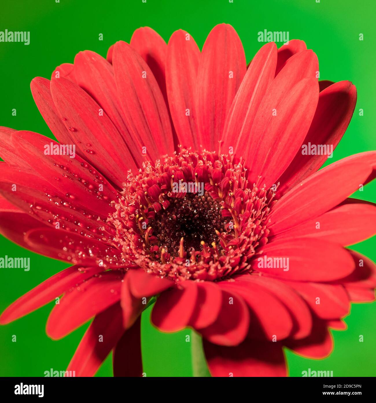 Nice red daisy flower hires stock photography and images Alamy
