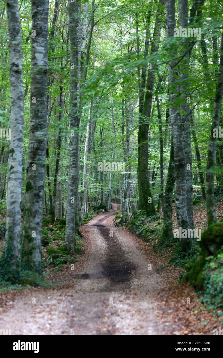 Wet path in middle hi-res stock photography and images - Alamy