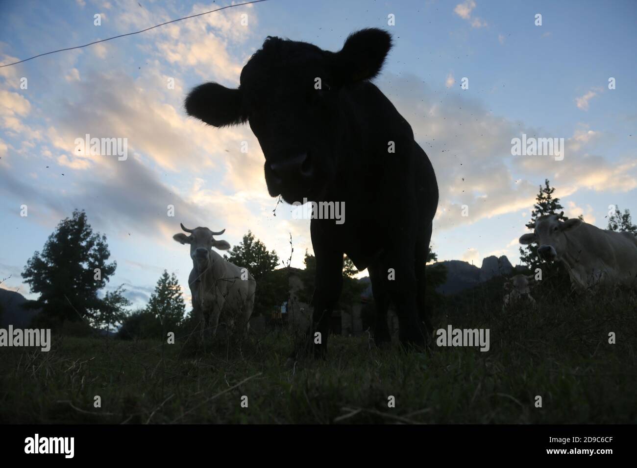 cows in the countryside as farm animals Stock Photo