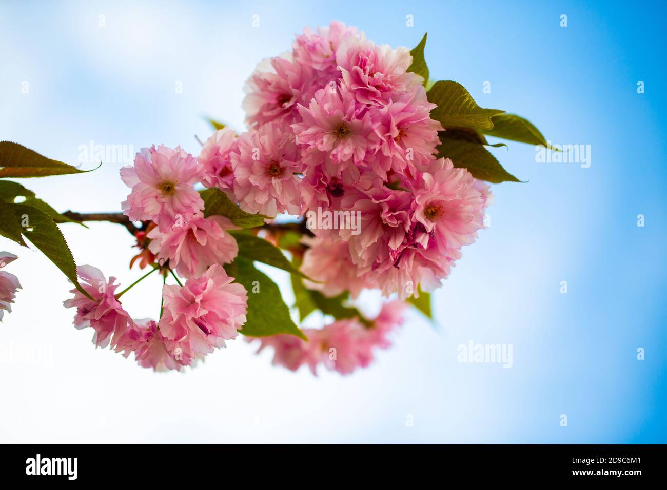 pink cherry with blue sky Stock Photo - Alamy