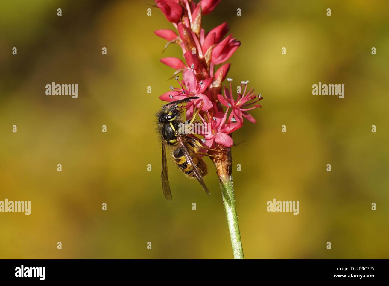 Common wasp (Vespula vulgaris) of the family Vespidae). On flowers of Knotweed, knotgrass (Polygonum amplexicaule), family Buckwheat (Polygonaceae). D Stock Photo
