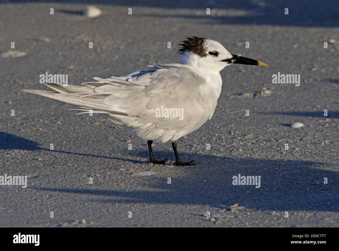 Cabot's Tern (Thalasseus sandvicensis acuflavidus) winter plumage adult on beach  Sanibel Island, Florida              February Stock Photo