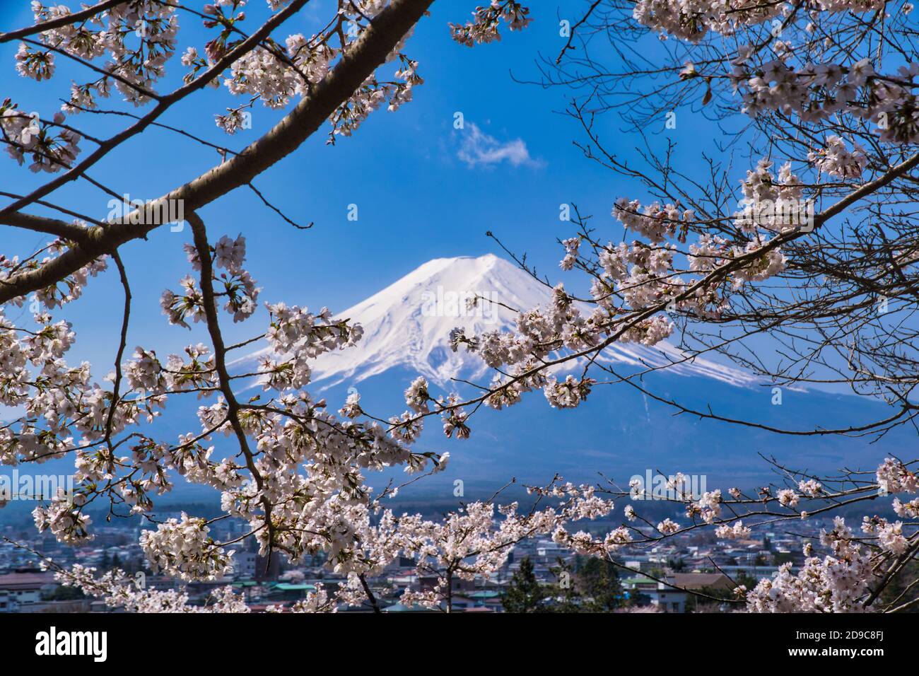 View of Mt. Fuji through cherry blossoms Stock Photo Alamy