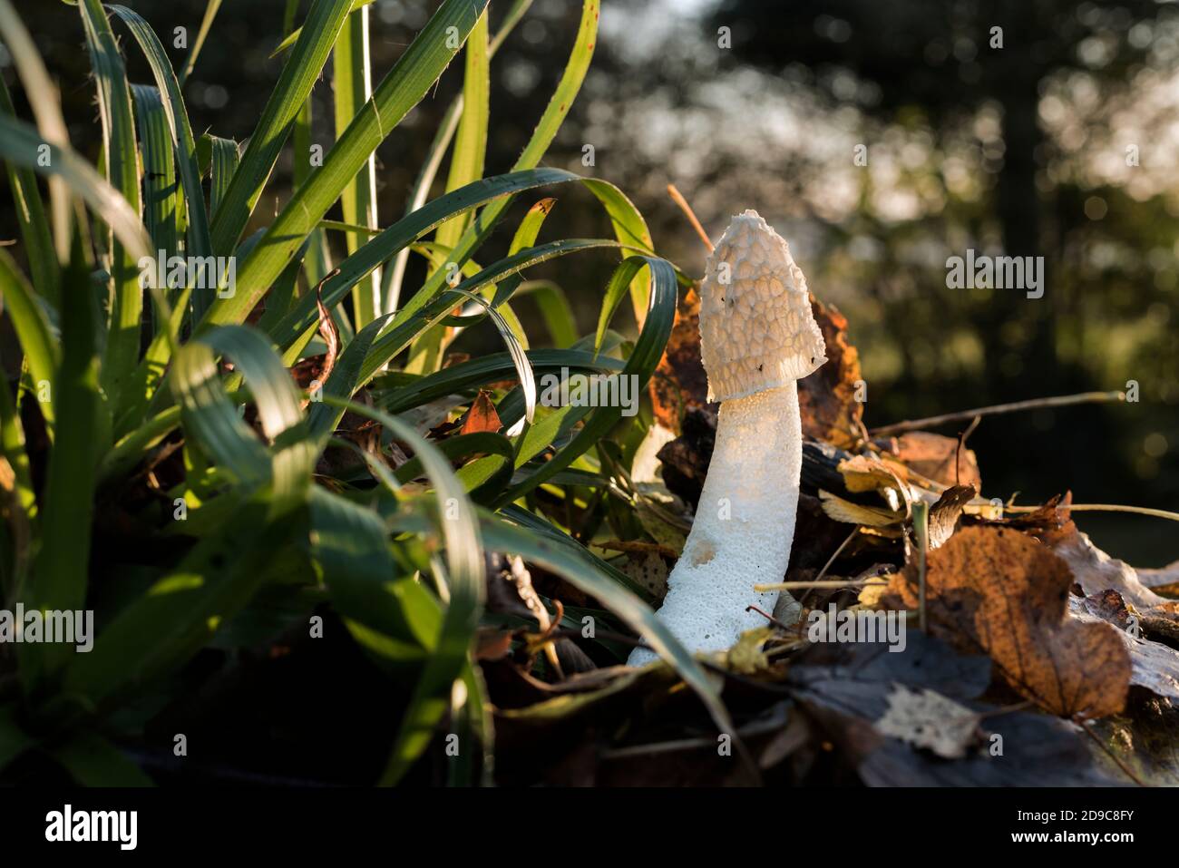 Common stinkhorn, (Phallus impudicus) (Witch’s egg) fungus, backlit on