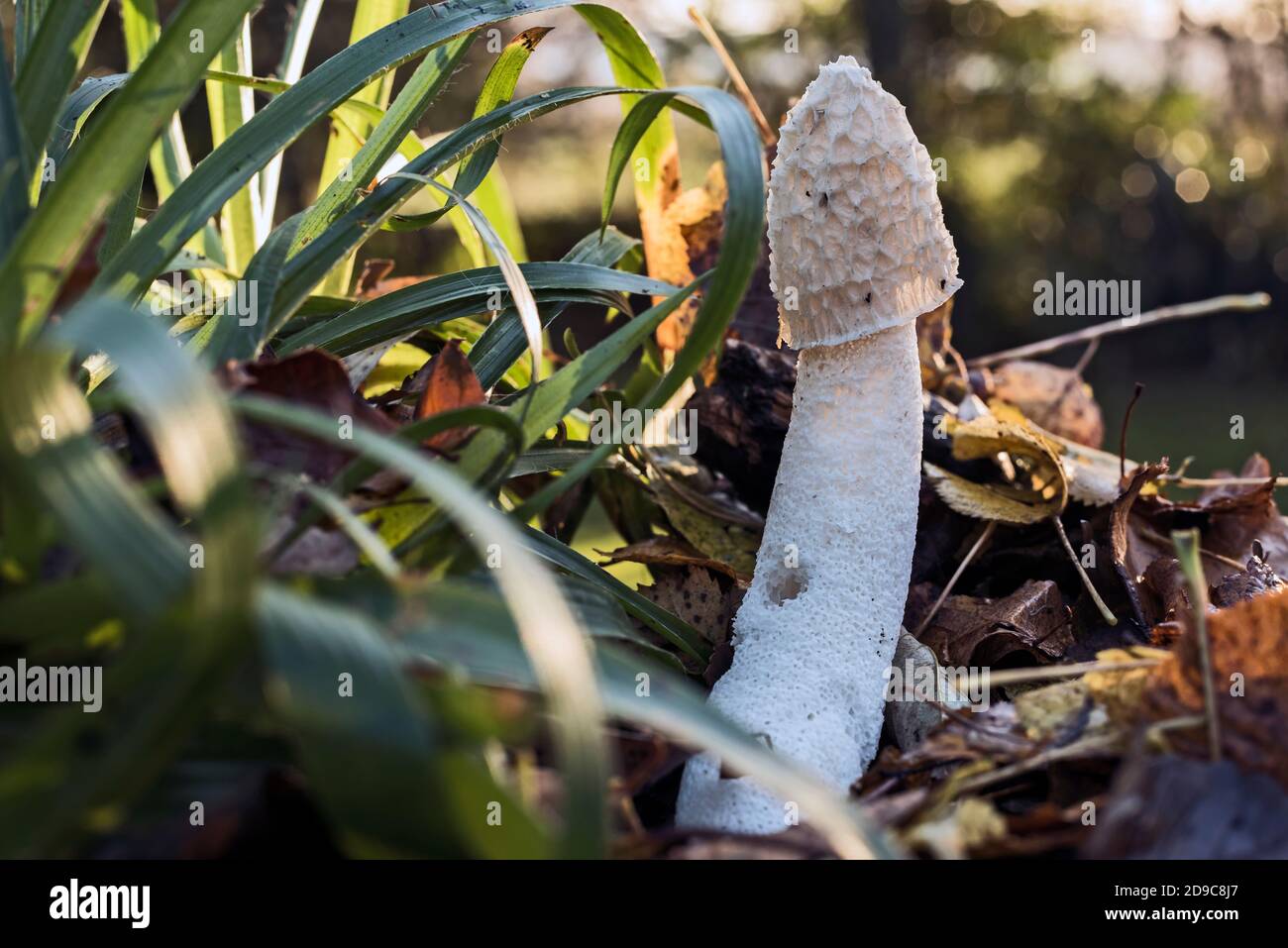 Common stinkhorn, (Phallus impudicus) (Witch’s egg) fungus, backlit on ...