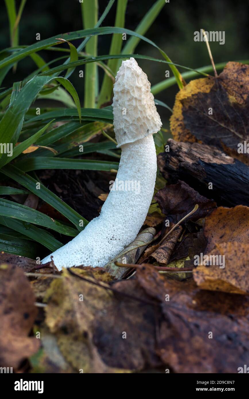 Common stinkhorn, (Phallus impudicus) (Witch’s egg) fungus, backlit on ...