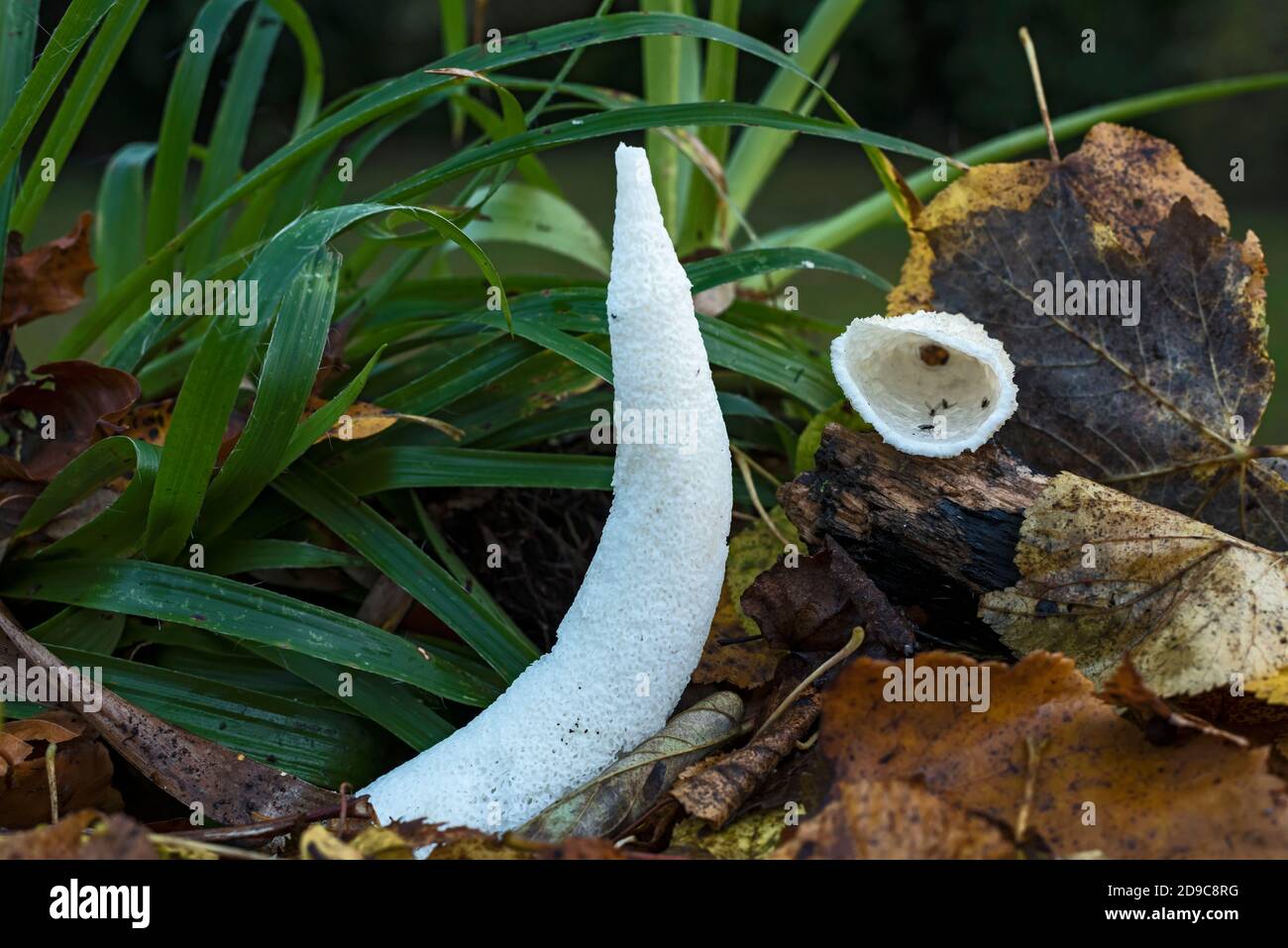 Common stinkhorn, (Phallus impudicus) (Witch’s egg) fungus, backlit on