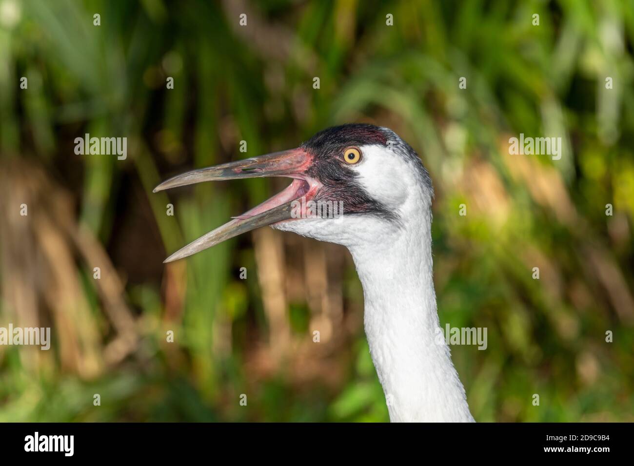 Closeup of squawking whooping crane Stock Photo