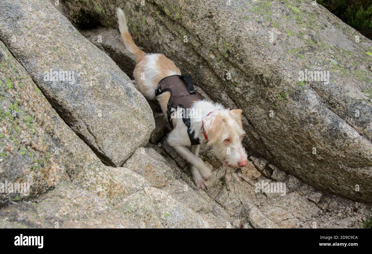 Rescue dog harness hi-res stock photography and images - Alamy