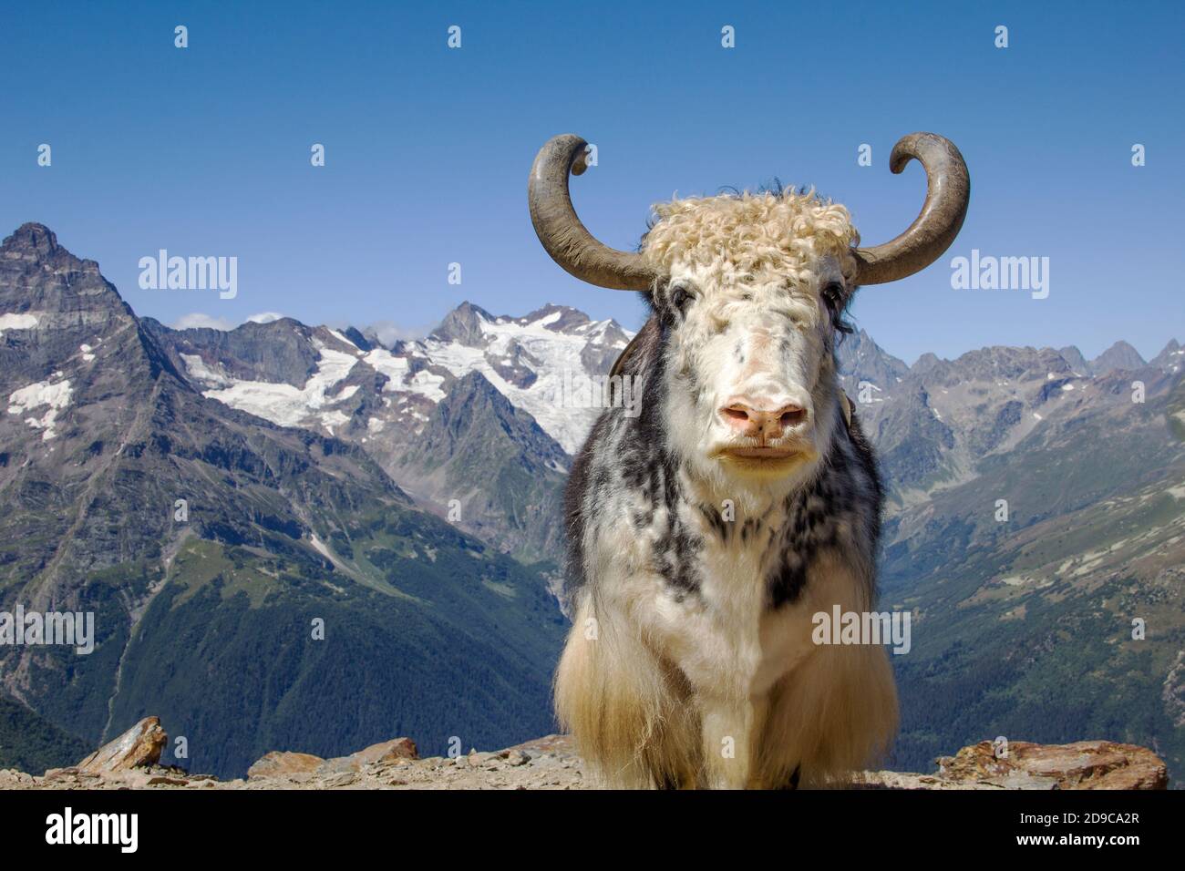 powerful beautiful bull stands against the backdrop of snow-capped mountain peaks. Astrological symbol of the upcoming 2021 New Year Stock Photo