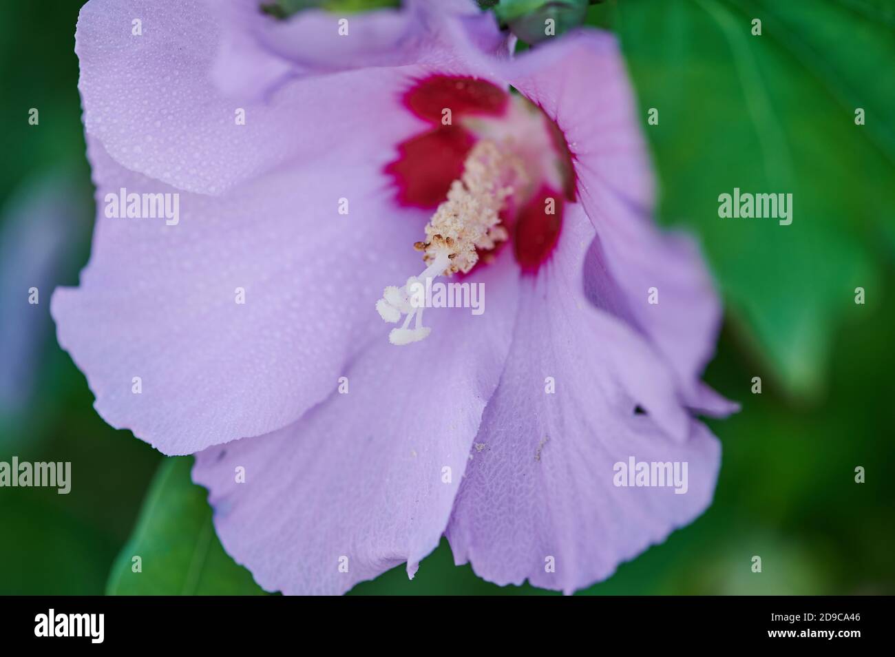 macro photo of a violet mallow blossom Stock Photo