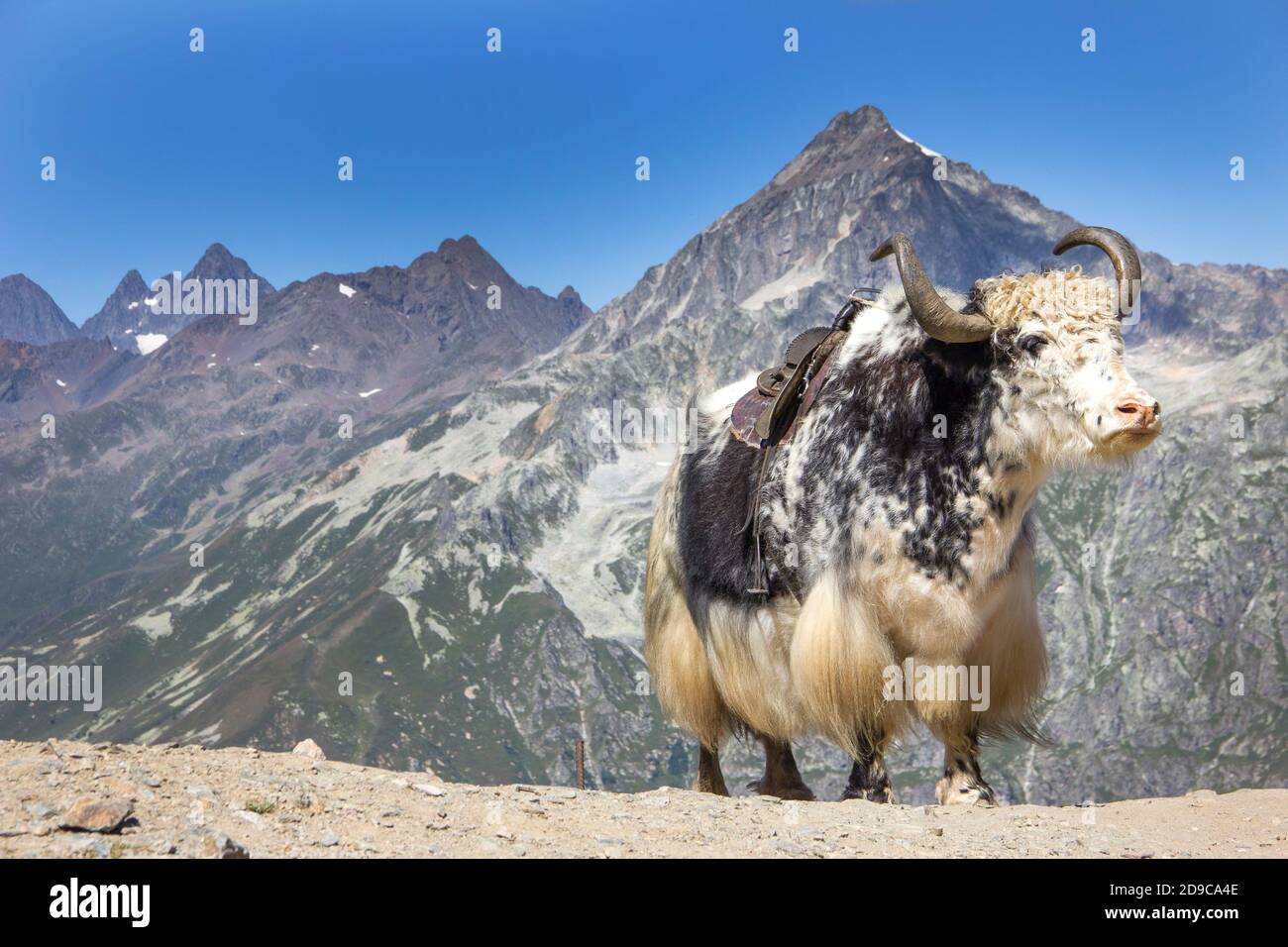 powerful beautiful bull stands against the backdrop of snow-capped mountain peaks. Astrological symbol of the upcoming 2021 New Year Stock Photo