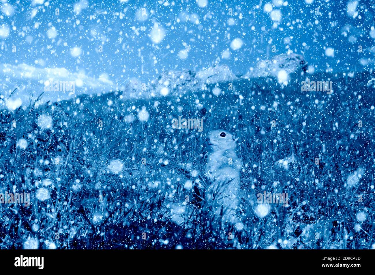 Winter season and animals. Falling snow. Nature background. Stock Photo